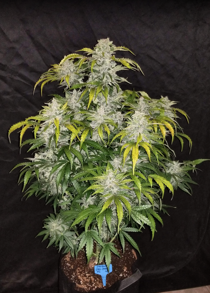 CBD Auto 1:1 (CBD Crack)