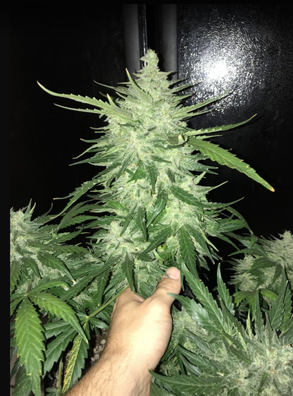CBD Auto 1:1 (CBD Crack)