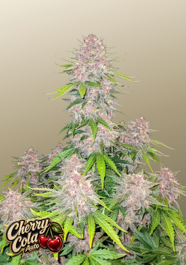 Cherry Cola Auto