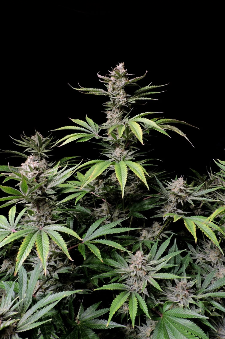 Cherry Cola Auto
