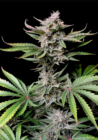 Cherry Cola Auto