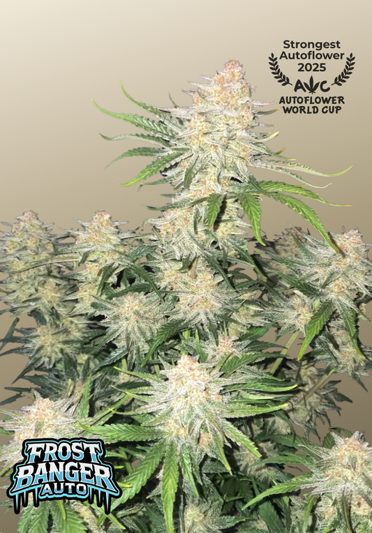 Frostbanger Auto