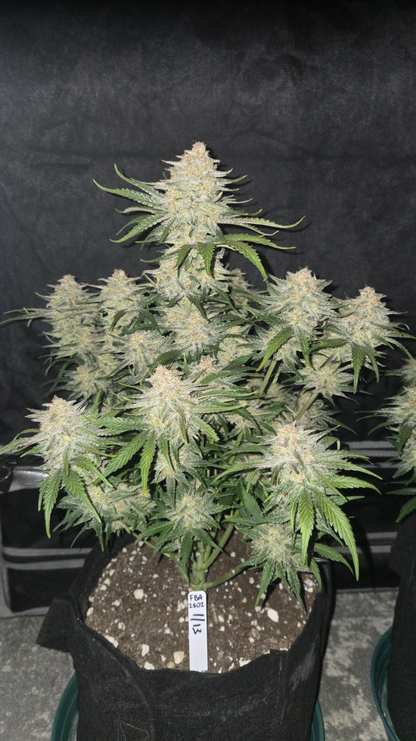 Frostbanger Auto