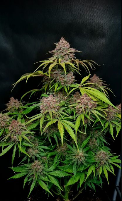Gorilla Punch Auto