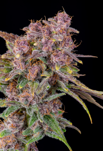 Gorilla Punch Auto