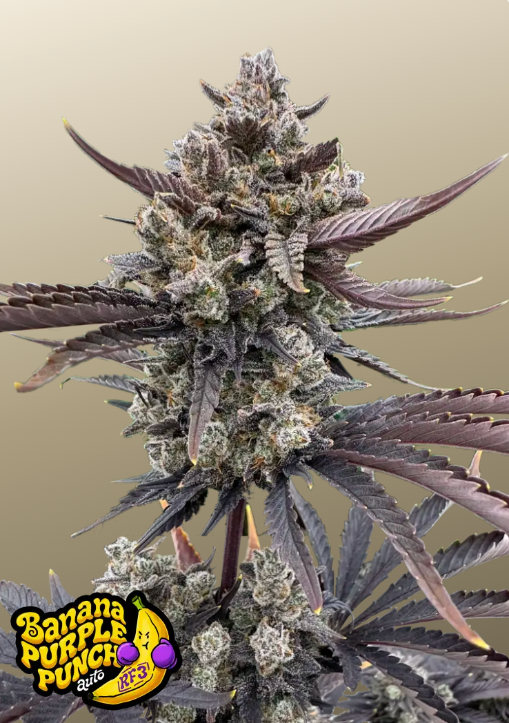 Banana Purple Punch Auto RF3