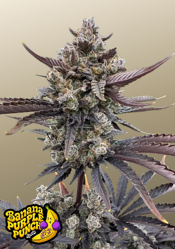 Banana Purple Punch Auto RF3