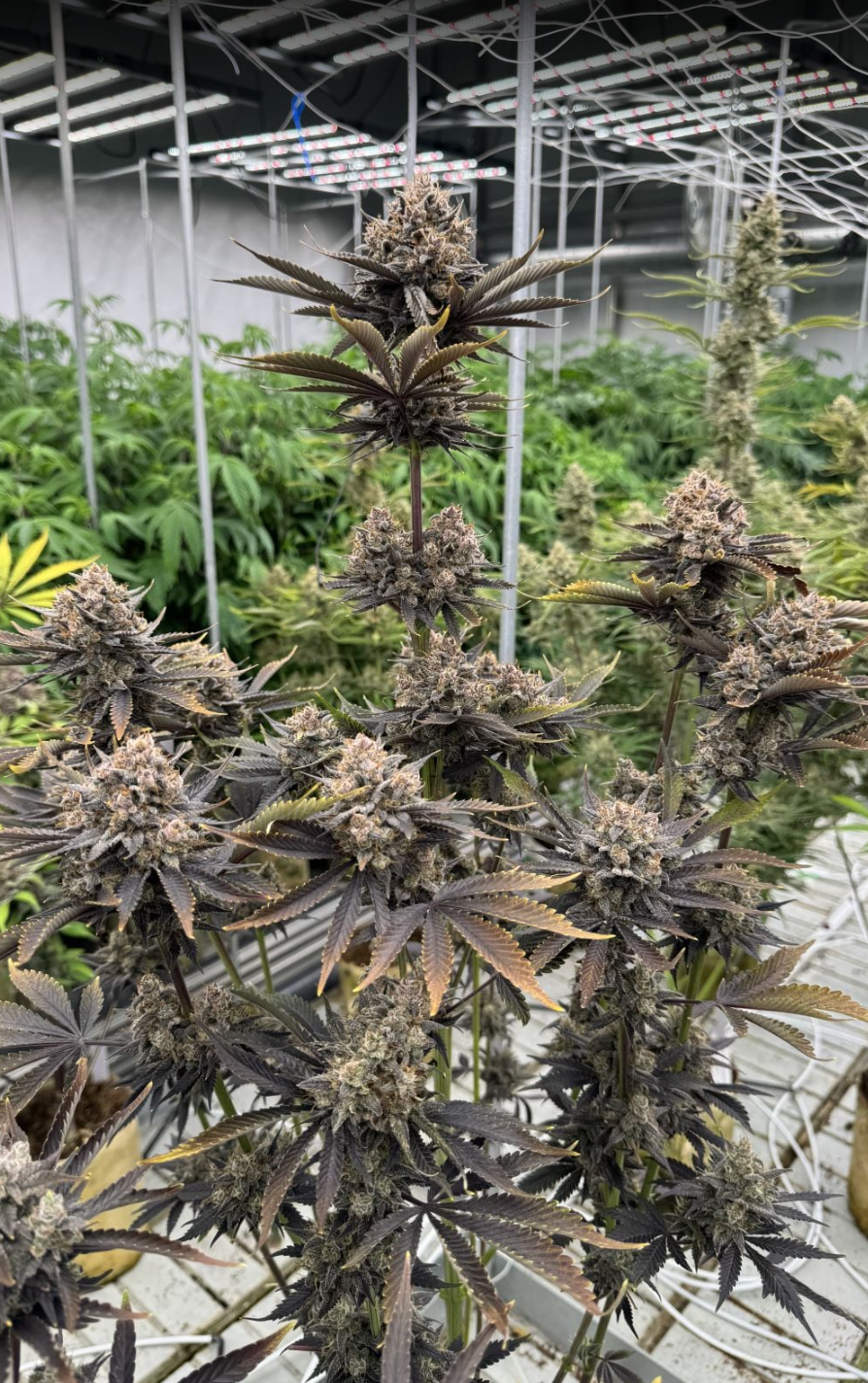 Banana Purple Punch Auto RF3