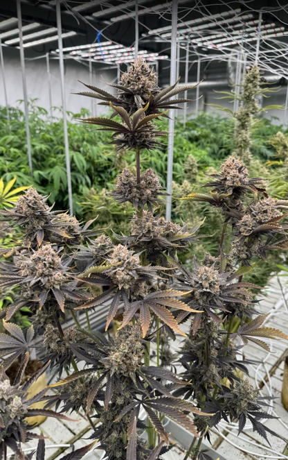 Banana Purple Punch Auto RF3