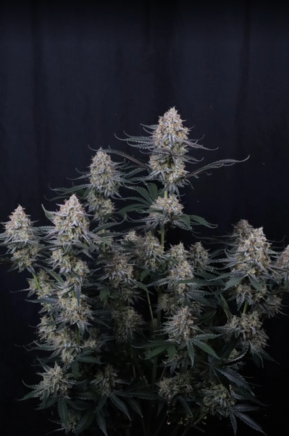 Guava Sundae Auto