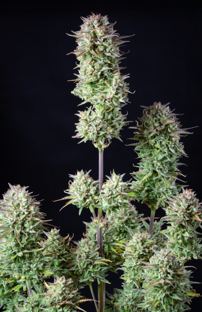 Kosher Cake Auto