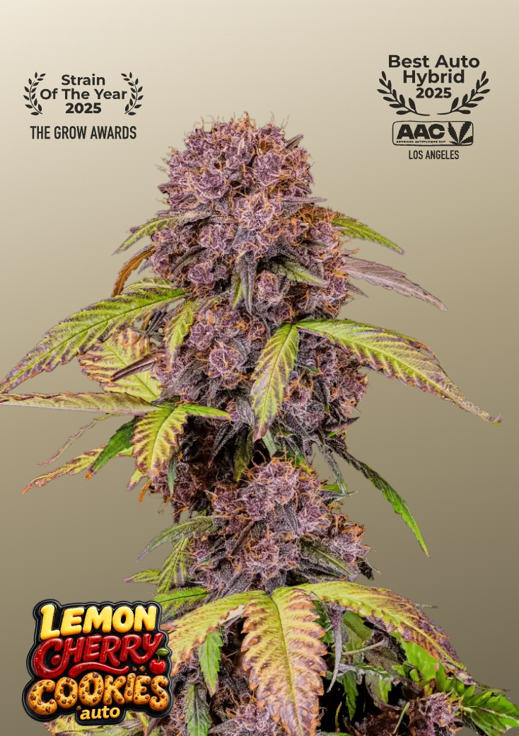 Lemon Cherry Cookies Auto