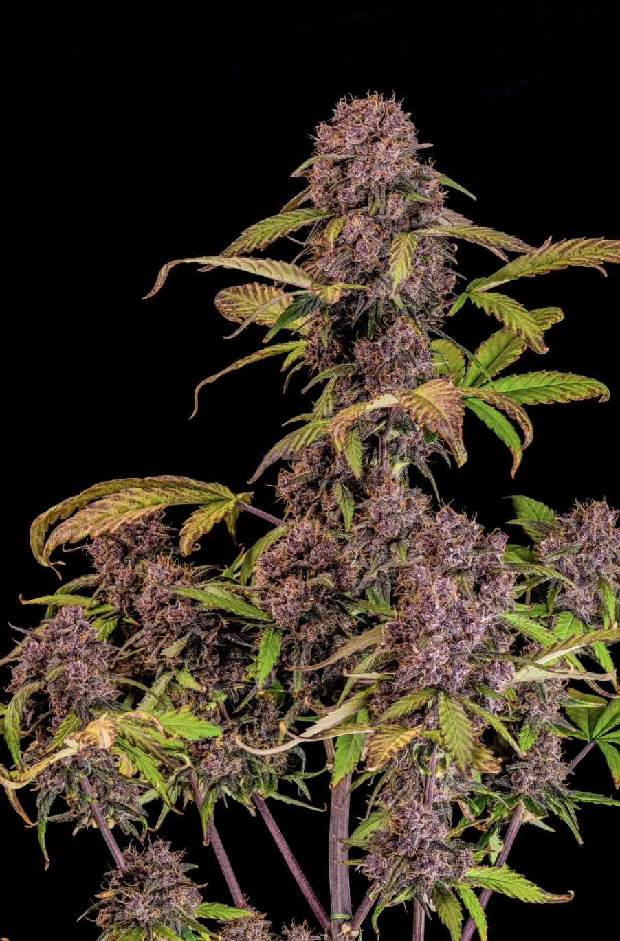 Lemon Cherry Cookies Auto