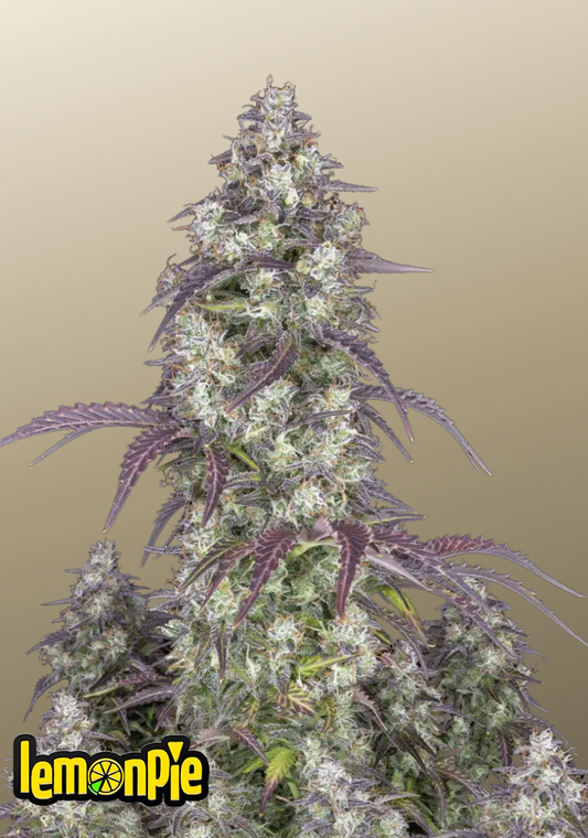 Lemon Pie Auto
