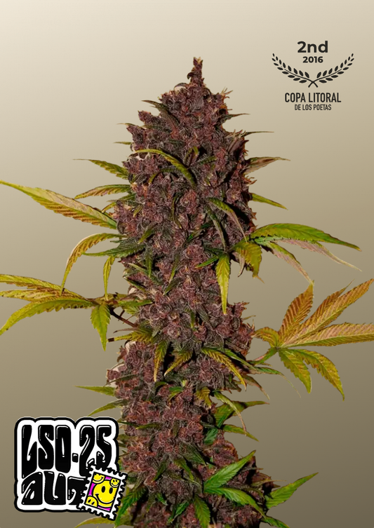 LSD-25 Auto