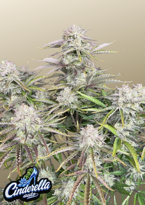 Cinderella Auto