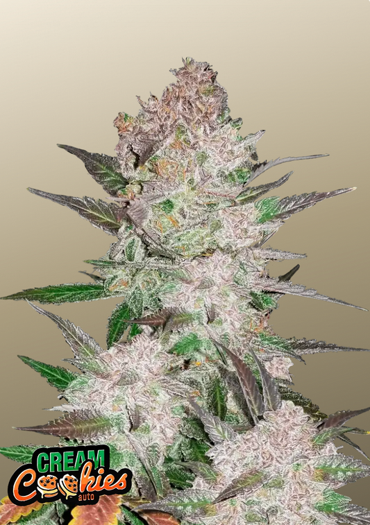 Cream Cookies Auto