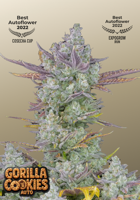 Gorilla Cookies Auto
