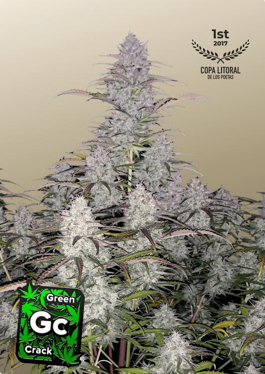 Green Crack Auto