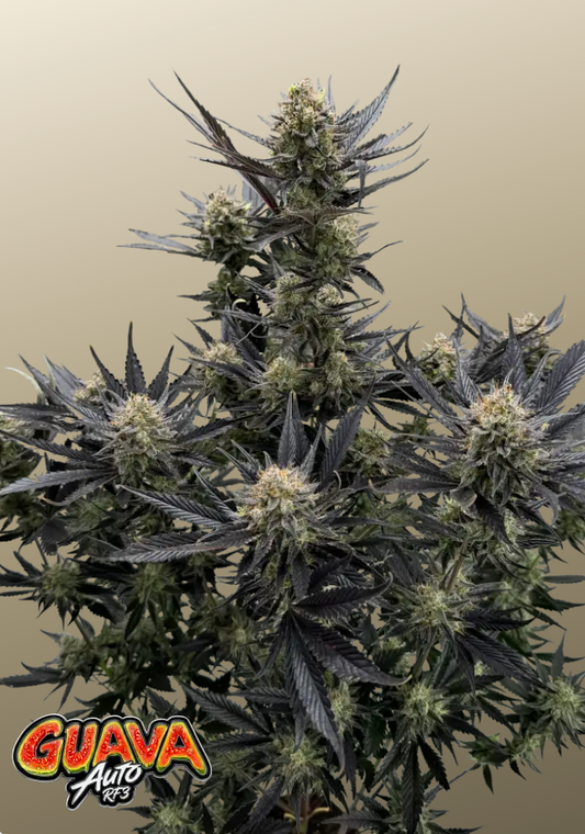 Guava Auto RF3™