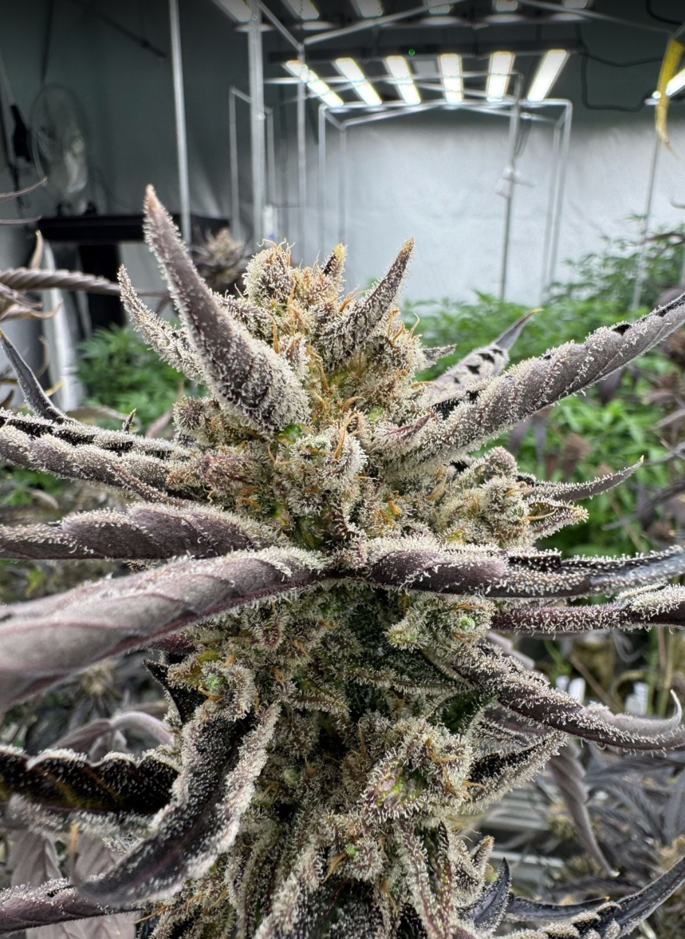 Guava Auto RF3™
