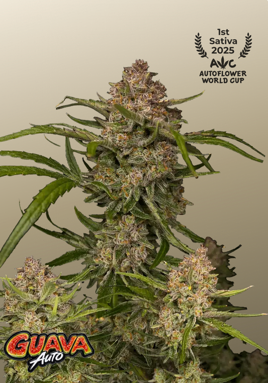Guava Auto™