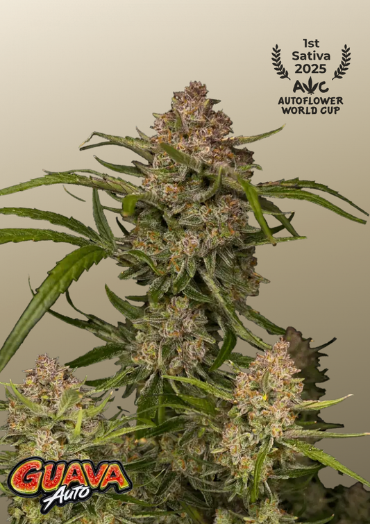 Guava Runtz Auto