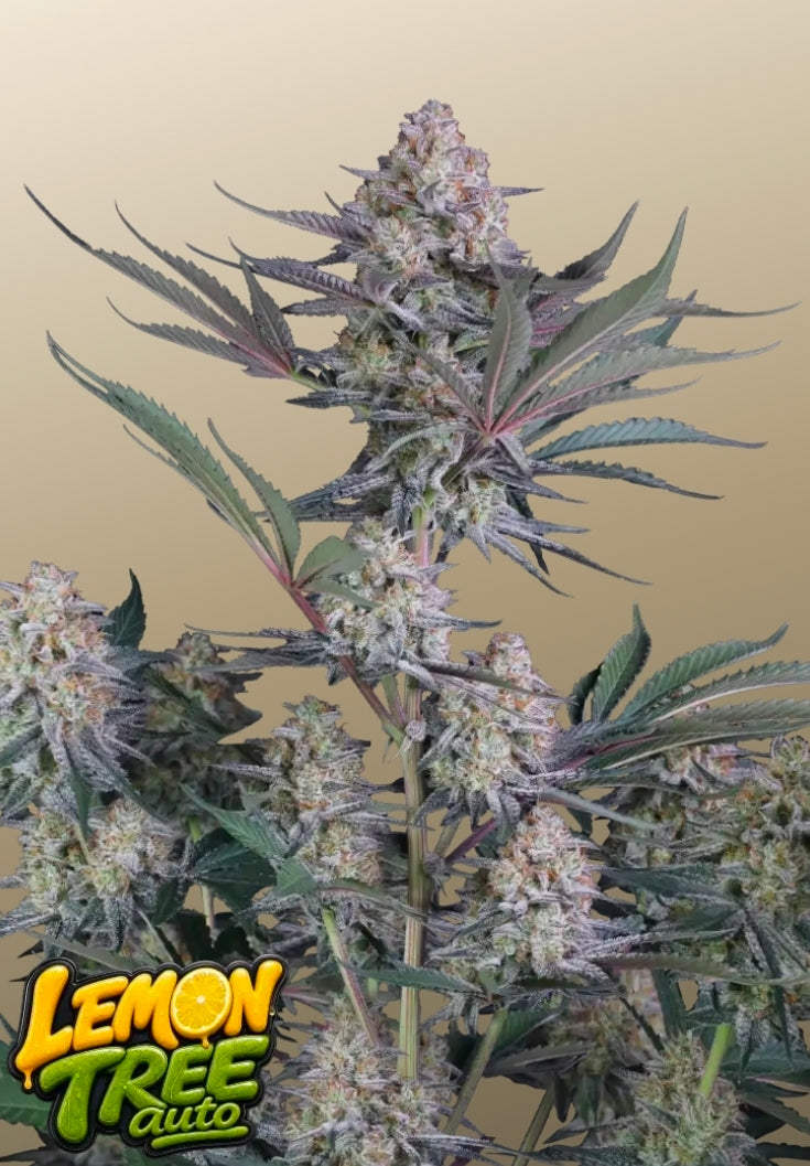 Lemon Tree Auto™