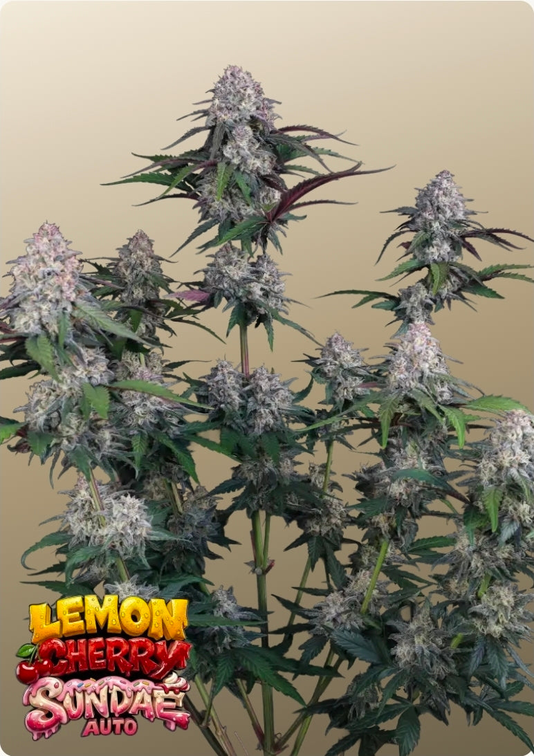 Lemon Cherry Sundae Auto™