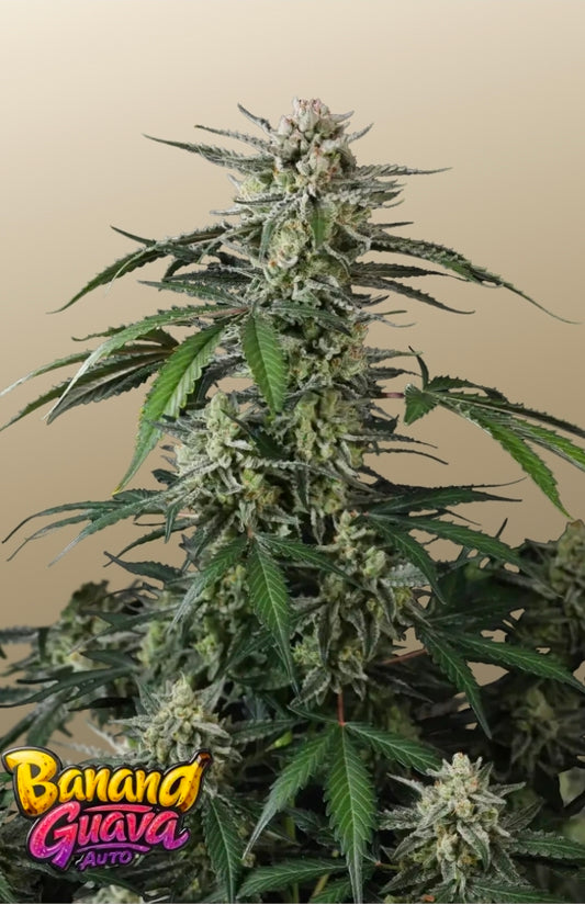 Banana Guava Auto™