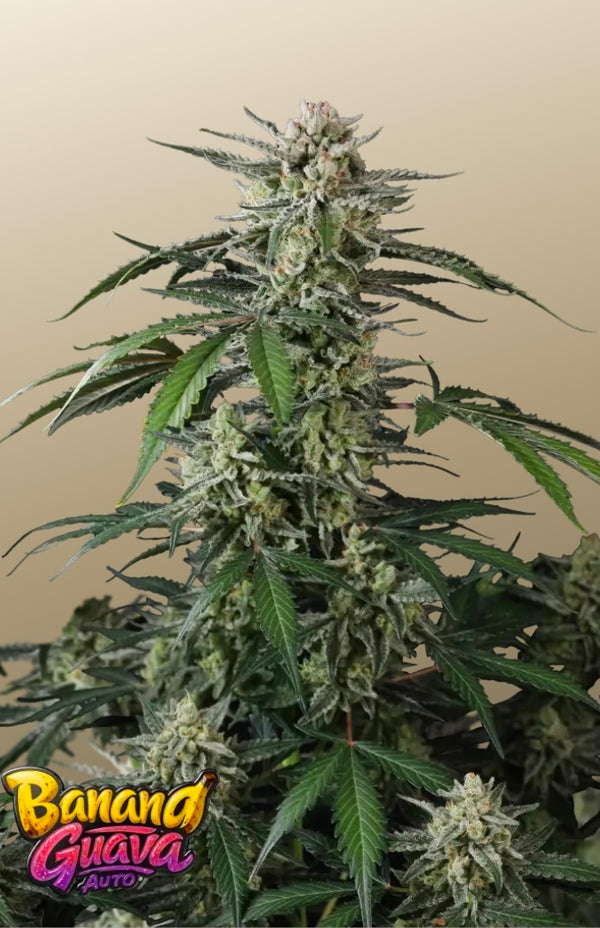 Banana Guava Auto™