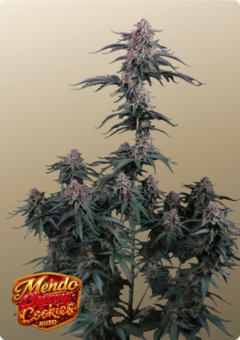 Mendo Cherry Cookies Auto™