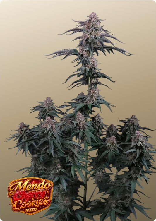 Mendo Cherry Cookies Auto™
