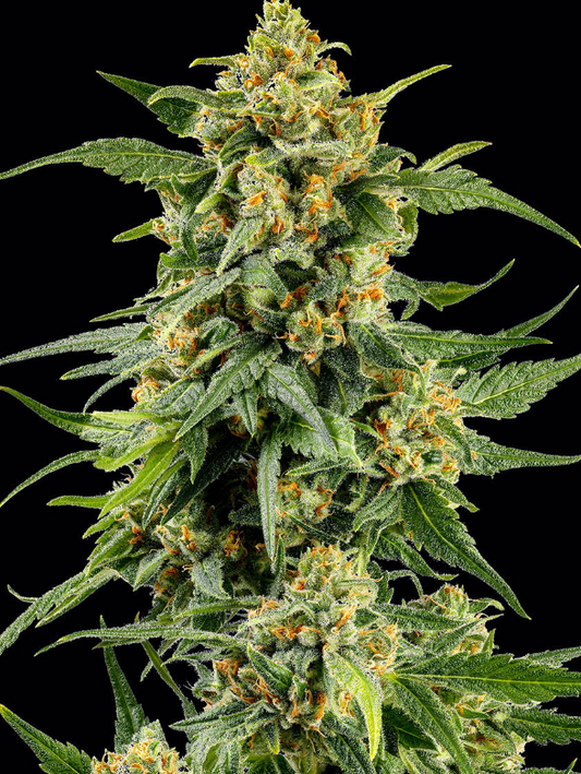 Skunk #1 Strain