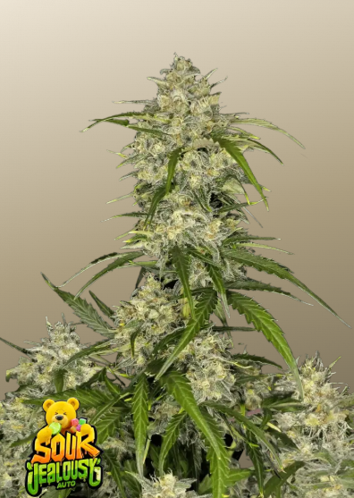 Sour Jealousy Auto