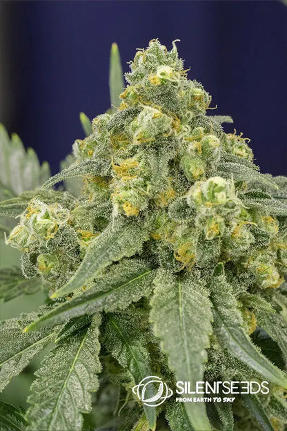 White Widow — Silent Seeds
