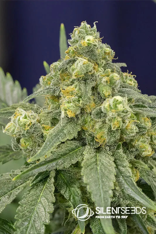 White Widow — Silent Seeds