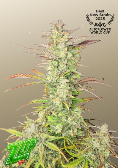 Z-Up Auto