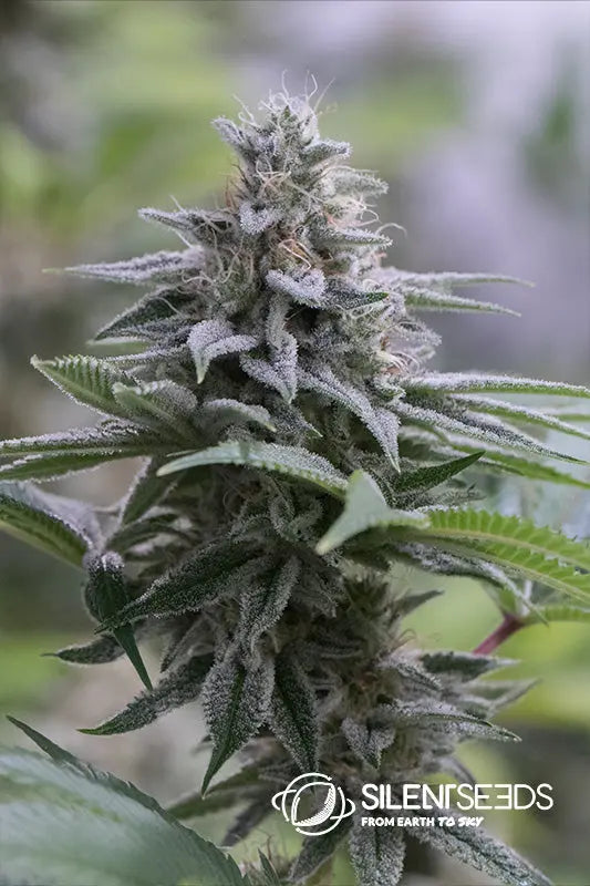 Zkittlez 2.0 — Silent Seeds