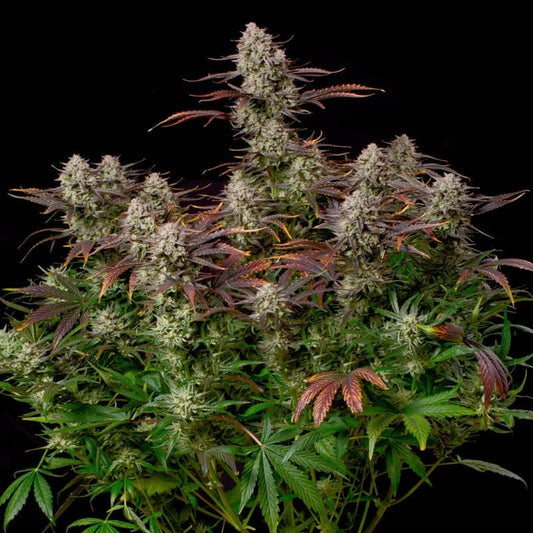 Alien Gas XXL Auto — Silent Seeds