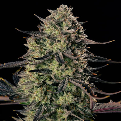 Alien Gas XXL Auto — Silent Seeds