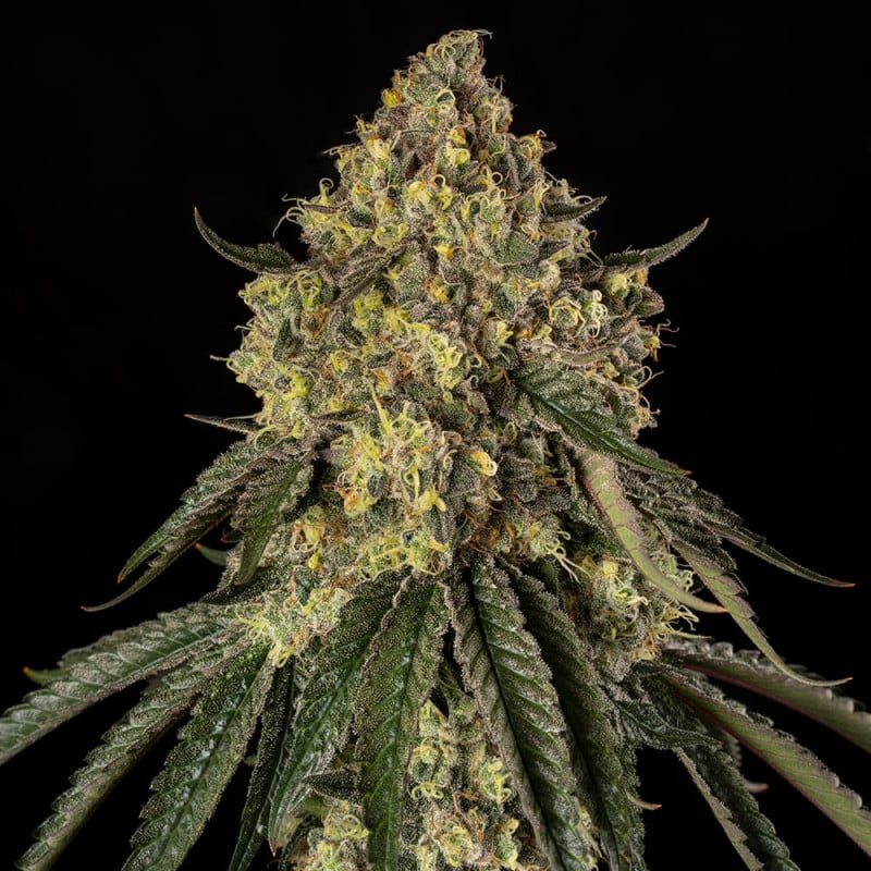 B-52 — Silent Seeds