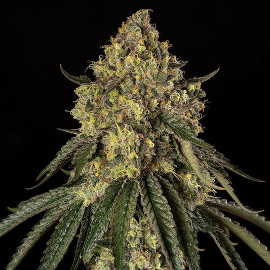 B-52 — Silent Seeds