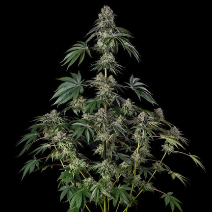 Jamaican Mountain — Julian Marley × Silent Seeds
