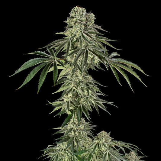 Jamaican Mountain — Julian Marley × Silent Seeds