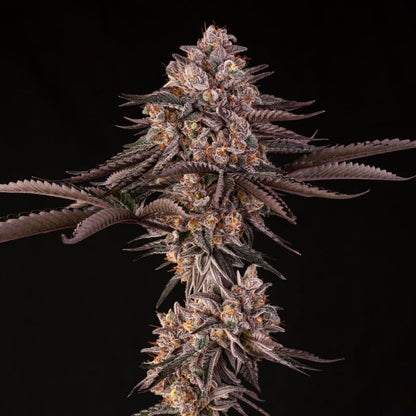 Jamaican Sunset — Julian Marley × Silent Seeds