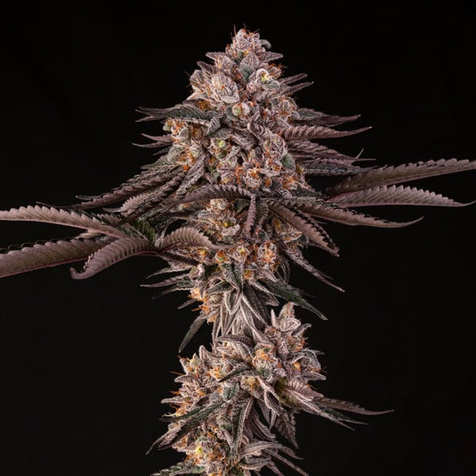 Jamaican Sunset — Julian Marley × Silent Seeds