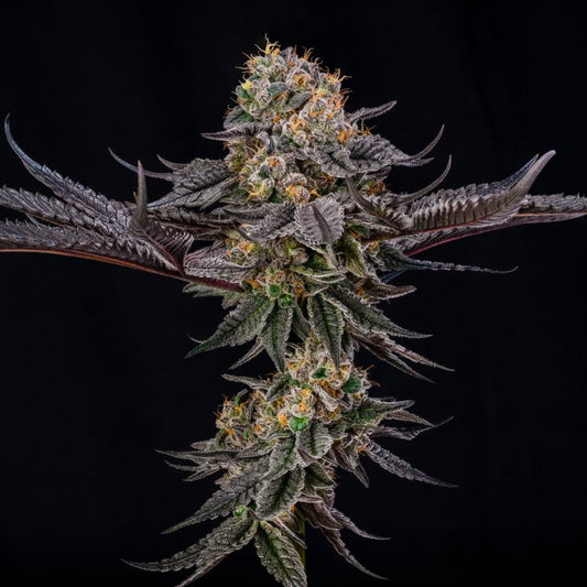 King of Kings — Julian Marley × Silent Seeds