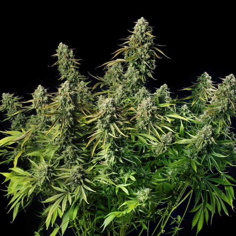 MAC Dawg XXL Auto — Silent Seeds