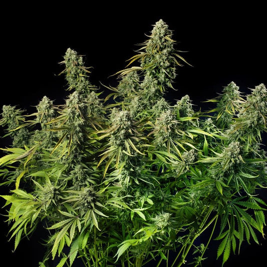 MAC Dawg XXL Auto — Silent Seeds